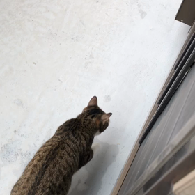 家の中の虫達へ…最高の激たい猫がいます！の画像