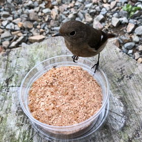 ジョウビタキ㉔少し怒ってるジョビ？の画像