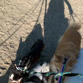 2月12日12わんこと2時間遠足　　お台場の画像