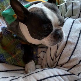 バートの呟きの画像