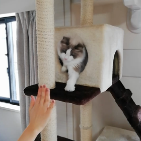 むぎ、タッチの画像