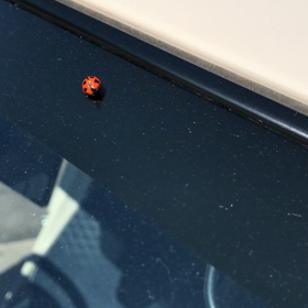 七星天道虫 / seven-spot ladybirdの画像