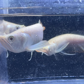 アルシルウルトラショートご成約ラッシュ！の画像