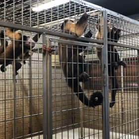 フサオマキザルの画像