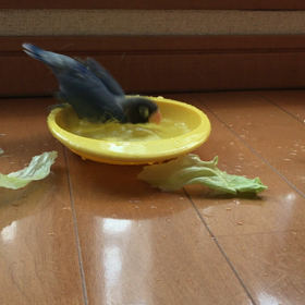 ボタンインコ倍音の行水の画像