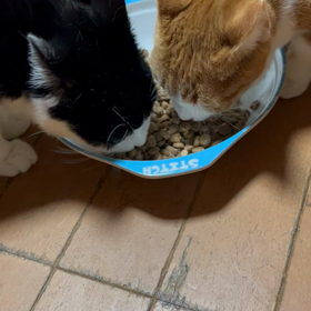 食欲の秋の画像