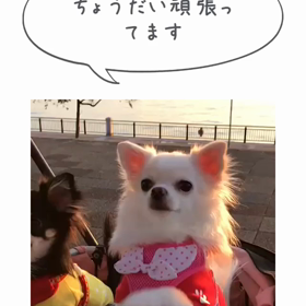 2人のちょうだいがの画像