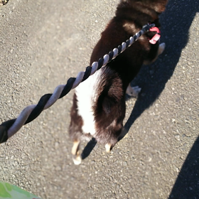 ワンコも風の子元気な子。の画像