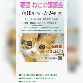 幕張ねこさんの譲渡会がありますの画像