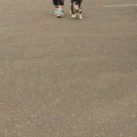 ベル『動画』の画像