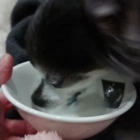 腎臓病記録（2020.3.31）の画像