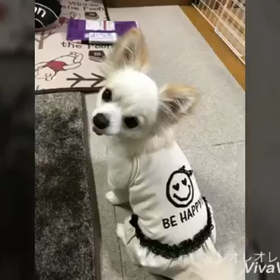 定休日・動画レターの画像