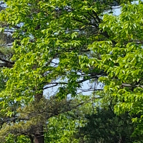 草津より小鳥ウグイスの歌声をお届けですの画像