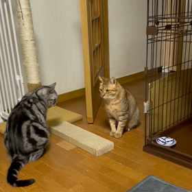 なんの遊びかな？の画像