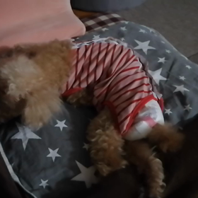 元気すぎる夜鳴き　こっちが泣きたいの画像