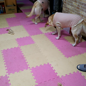 ルルハどうしたん？の画像