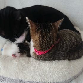 チョロとルイとハナ。~2022/02~の画像