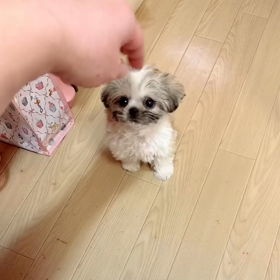 ❤️決まりました❤️グレイズアナトミーちゃん❤️動画❤️の画像