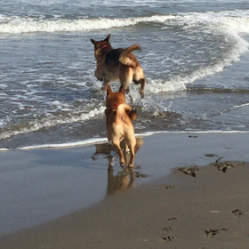 海です。の画像