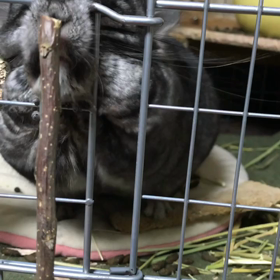 ドッキリの画像