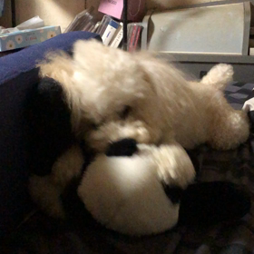 レオ日記（6歳）の画像