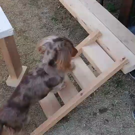 ジャングルジム初チャレンジの画像