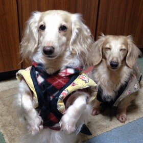 プリン その2の画像