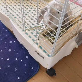 ホーランドロップムーちゃん❤️の画像