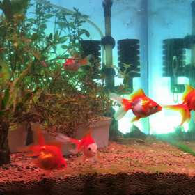 日記、2020/04/04。の画像