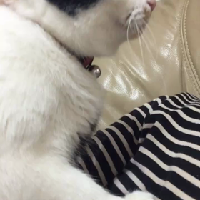 襲う桜   襲われるおかーさんの画像