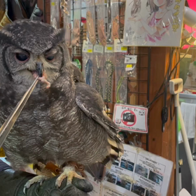 動物プロダクションの日常。の画像