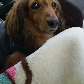 レオの特技。の画像