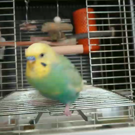 おしゃべりぴなちゃんの画像