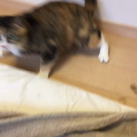 うちに来た頃のみいの画像