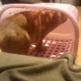 まだまだまだまだ気になるの画像