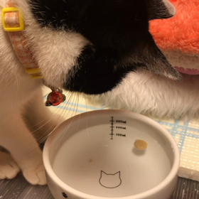 きんさん水遊び好きやねんの画像