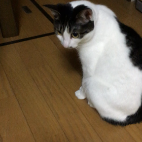 テーブルくんくん。ぺろ。の画像