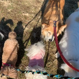 1月1日14わんこと2時間遠足　　代々木公園の画像