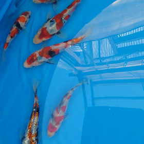 そうだった！そうだった！の画像