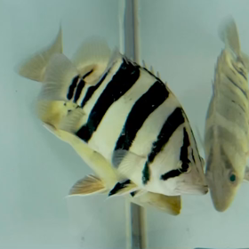 激レア魚 即日売約！！の画像