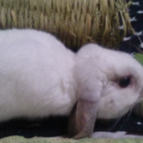 動画とってみたの画像