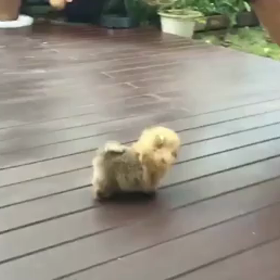 可愛い子犬には癒されますねの画像