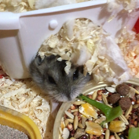 隠れるりんの画像