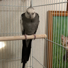 木村カエラを熱唱の画像