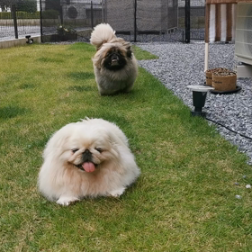 お庭遊びの画像