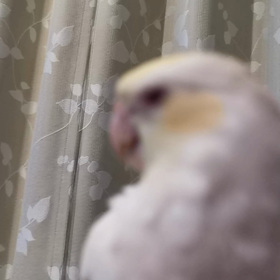 PFルチノーの画像