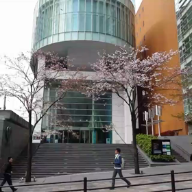 時折つむじ風で舞い上げられた桜の花びらたちが前を横切っていっているのがわかるかな～？の画像