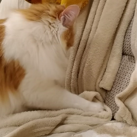 こねこねの画像