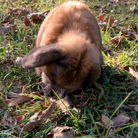 これは良い王手の画像