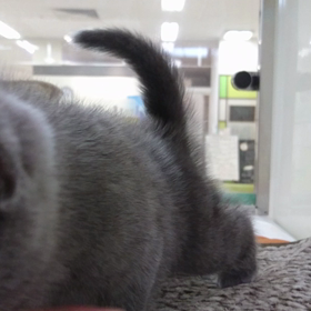 今日のブリティッシュ達(^^)の画像